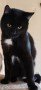 Teddy (2)46